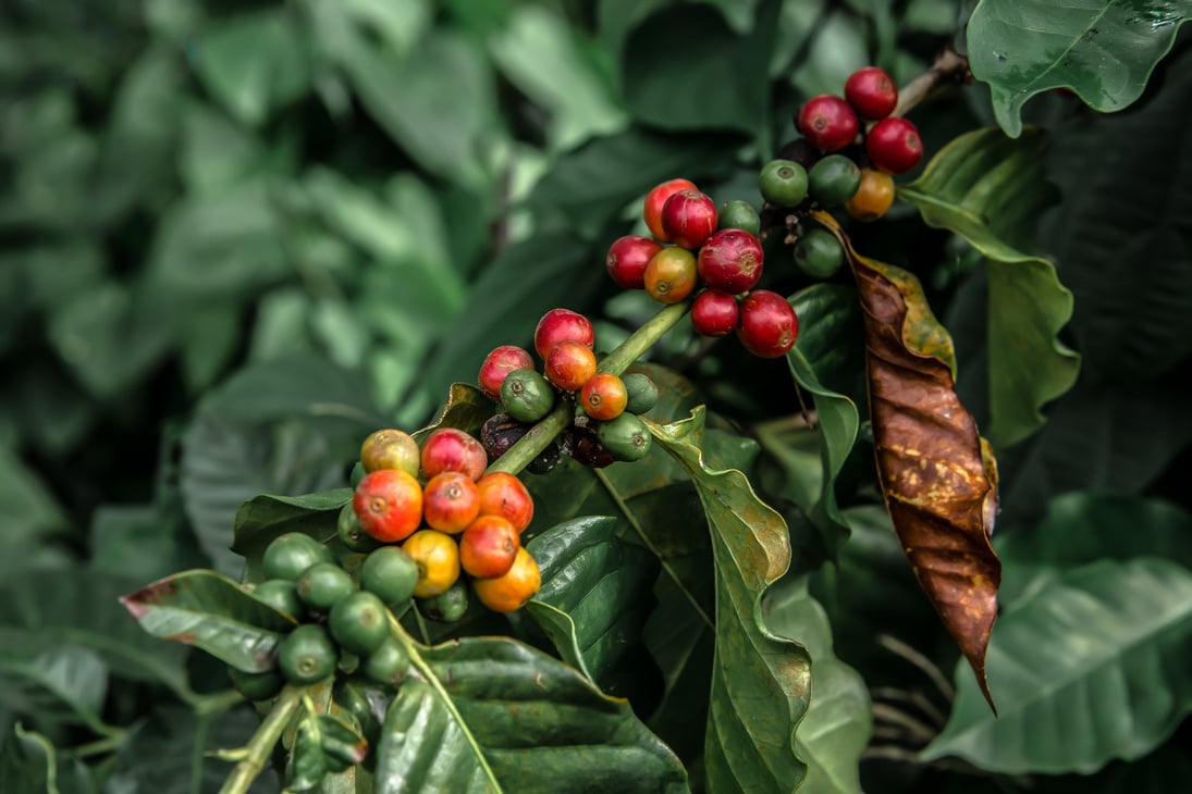 Coffee Crop, Raw Coffee Bean, Roasted Coffee Bean, Crop - Plant, Farm